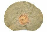 Colorful Kettneraspsis Trilobite With Pos/Neg - Timrzit , Morocco #270559-1
